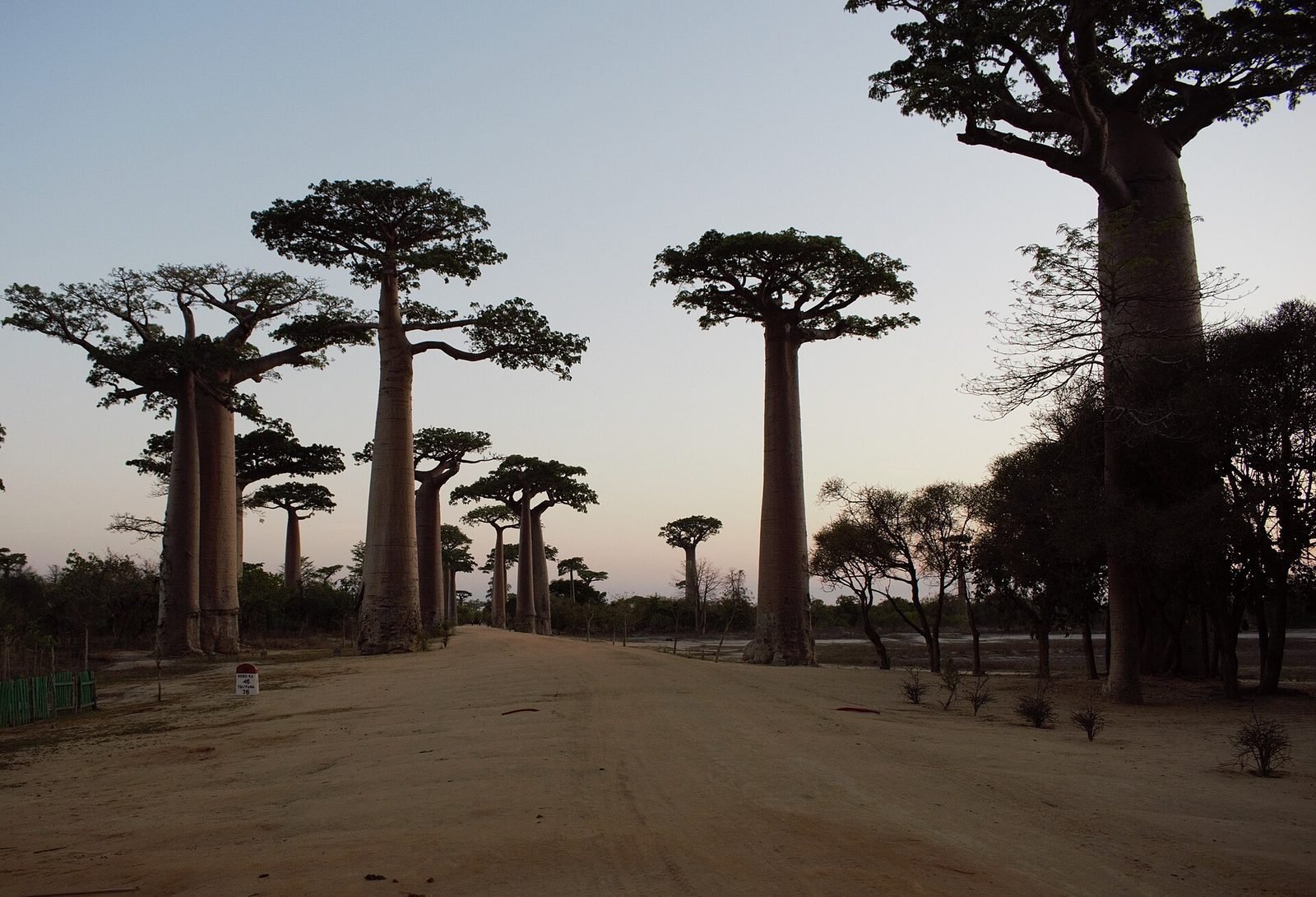 Grandidier's baobabs lining the road near Morondava in western Madagascar