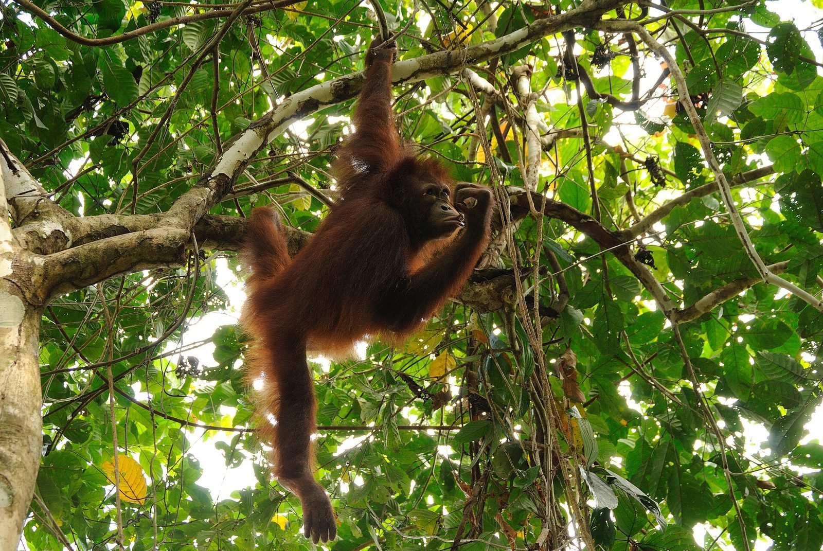A young orangutan in forest canopy at the Sepilok rehabilitation centre in Sabah
