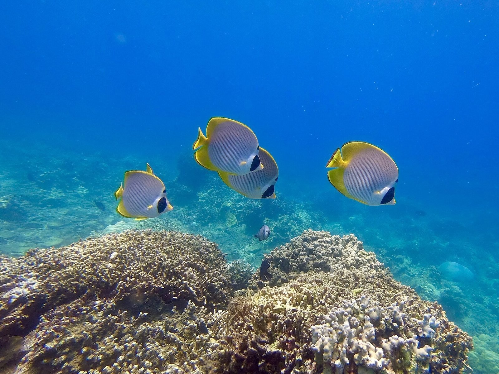 Butterflyfish over hard coral in the Verde Island Passage marine reserve